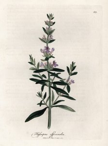 Kompendiell isop. Handfärgad kopparstick från en teckning av James Sowerby (1757-1822), i Botanique Medicinale av James Sowerby