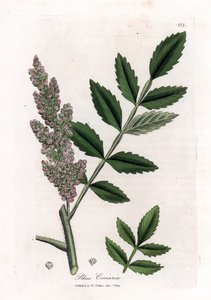 Corroyere eller sumac av corroyeurs eller resenärer - almbladig sumac, Rhus coriaria. Handfärgad kopparstick från en botanisk illustration av James Sowerby från William Woodville och Sir William Jackson Hookers "" Medical Botany,"" John Bohn, London av James Sowerby