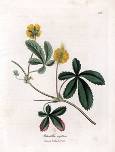 Krypande cinquefoil eller quintefeuille - Vanlig cinquefoil, Potentilla reptans. Handfärgad kopparstick från en botanisk illustration av James Sowerby från William Woodville och Sir William Jackson Hookers "" Medical Botany", John Bohn, London av James Sowerby