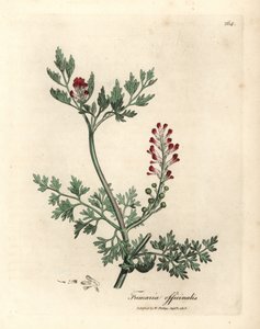 Crimson blommande fumitory, Fumaria officinalis av James Sowerby