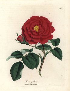 Crimson officinal ros, Rosa gallica av James Sowerby