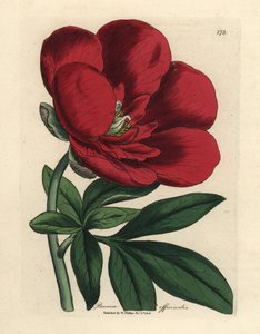 Crimson pion, Paeonia officinalis av James Sowerby