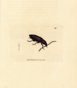 Ctenicera cuprea skalbagge (Elater chalybeus). Handkolorerad kopparstick av James Sowerby från The British Miscellany, eller färgade figurer av nya, sällsynta eller föga kända djurämnen. av James Sowerby