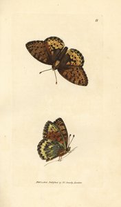 濃い緑色のバイモ、Argynnis aglaia (シャーロット バタフライ、アゲハ charlotta)。 The British Miscellany の James Sowerby による手彩色の銅版画、または新しい、珍しい、またはほとんど知られていない動物の色付きの図。スウェーデン語 av James Sowerby