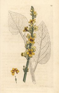 Mörk mullein, Verbasum nigrum (svart molene) Handfärgad kopparstick efter en illustration av James Sowerby från James Smith