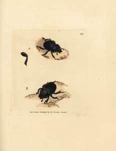 Dorbagge eller jordtråkig dyngbagge, Geotrupes puncticollis (Scarabaeus spiniger). Handkolorerad kopparstick av James Sowerby från The British Miscellany, eller färgade figurer av nya, sällsynta eller föga kända djurämnen.
