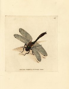 Dunig smaragdslända, Cordulia aenea (metallslända, Libellula aenea). Handkolorerad kopparstick av James Sowerby från The British Miscellany, eller färgade figurer av nya, sällsynta eller föga kända djurämnen. av James Sowerby