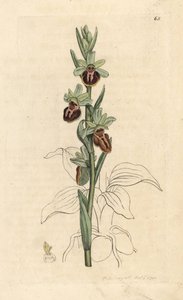 Tidig spindelorkidé, Ophrys sphegodes (Spider orchis, Ophrys aranifera). Handkolorerad kopparstick efter en illustration av James Sowerby från James Smith