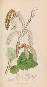 Engelsk botanik, 1790-1800. av James Sowerby