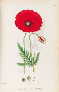 Engelsk botanik, 1790-1800. av James Sowerby