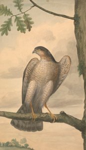 Sparrowhawk av James Sowerby