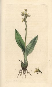 Fensorkidé, Liparis loeselii (Dwarf ophrys, Ophrys loeselii). Handkolorerad kopparstick efter en illustration av James Sowerby från James Smith