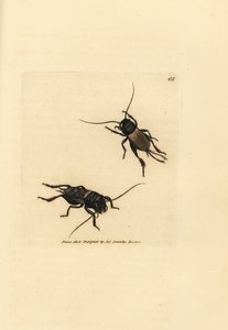 Fältsyrsa, Gryllus campestris (Accheta campestris). Handkolorerad kopparstick av James Sowerby från The British Miscellany, eller färgade figurer av nya, sällsynta eller föga kända djurämnen. av James Sowerby