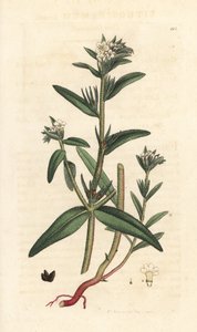 Field gromwell, Buglossoides arvensis (Lithospermum arvense) (Gremil des champs) Handkolorerad kopparstick efter en illustration av James Sowerby från James Smith