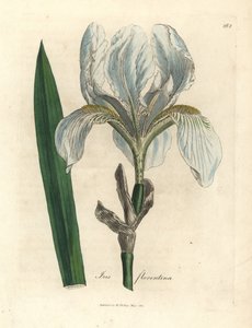 Florentinsk regnbåge, florentinsk regnbåge av James Sowerby