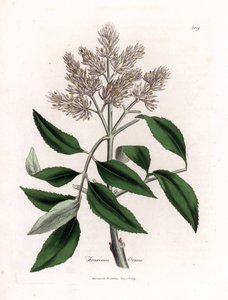 Blommande ask, Fraxinus ornus. Handfärgad kopparstick från en botanisk illustration av James Sowerby från William Woodville och Sir William Jackson Hookers "" Medical Botany", John Bohn, London av James Sowerby