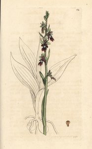 Flugorkidé, Ophrys insectifera (Fly orchis, Ophrys muscifera). Handkolorerad kopparstick efter en illustration av James Sowerby från James Smith