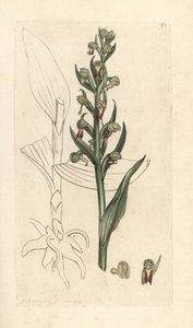 Grodorkidé, Dactylorhiza viridis (Groda satyrion eller orchis, Satyrium viride). Handkolorerad kopparstick efter en illustration av James Sowerby från James Smith