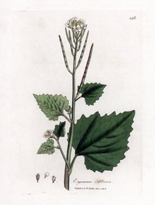 Vitlökssenap, Alliaria petiolata. Handfärgad kopparstick från en botanisk illustration av James Sowerby från William Woodville och Sir William Jackson Hookers "" Medical Botany", John Bohn, London