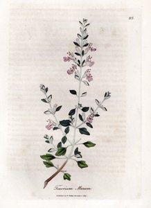 Germandree marum eller germandree av katter - Kattimjan, Teucrium marum. Handfärgad kopparstick från en botanisk illustration av James Sowerby från William Woodville och Sir William Jackson Hookers "" Medical Botany", John Bohn, London av James Sowerby