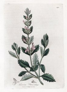Germandree petit oak - Vanlig germander, Teucrium chamaedrys. Handfärgad kopparstick från en botanisk illustration av James Sowerby från William Woodville och Sir William Jackson Hookers "" Medical Botany", John Bohn, London av James Sowerby