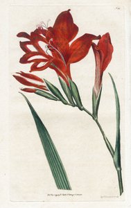 Glaieul cardinal - Litografi av James Sowerby (1757-1822), från Botanical Magazine av William Curtis (1746-1799) av James Sowerby
