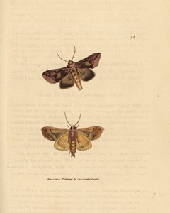 Guldfjäril, Autographa bractea (Phalaena Noctua bractea). Handkolorerad kopparstick av James Sowerby från The British Miscellany, eller färgade figurer av nya, sällsynta eller föga kända djurämnen. av James Sowerby