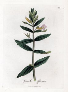 Gratiole officinale - Häck-hyssop, Gratiola officinalis. Handfärgad kopparstick från en botanisk illustration av James Sowerby från William Woodville och Sir William Jackson Hookers "" Medical Botany", John Bohn, London