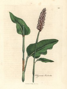 Större bistort, Polygonum bistorta av James Sowerby