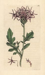 Större rygggräs, Centaurea scabiosa (Centauree scabieuse) Handkolorerad kopparstick efter en illustration av James Sowerby från James Smith