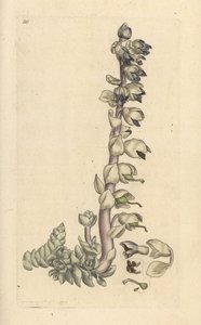 Tandört, Lathraea squamaria (Grande cardamine) Handfärgad kopparstick efter en illustration av James Sowerby från James Smith