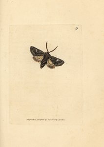 Grönbrindad prickfjäril, Valeria oleagina (Phalaena Bombyx oleagina). Handkolorerad kopparstick av James Sowerby från The British Miscellany, eller färgade figurer av nya, sällsynta eller föga kända djurämnen. av James Sowerby