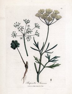 Grön anis (Pimpinella anisum). Handkolorerad koppargravyr från en illustration av James Sowerby. Utdrag ur boken av William Woodville och Sir William Jackson Hooker "" Botanique medicinale"" 1832. Den outtröttliga Sowerby (1757-1822) drog mer än