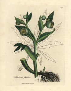 Grönblommig stinkande gös eller björnfot, Helleborus foetidus av James Sowerby