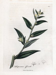 Gremil officinal eller pärlgräs - Gromwell, Lithospermum officinale. Handfärgad kopparstick från en botanisk illustration av James Sowerby från William Woodville och Sir William Jackson Hookers "" Medical Botany,"" John Bohn, London av James Sowerby