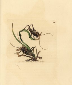 Grå busksyrsa, Platycleis grisea (Grå gräshoppa, Locust grisea). Handkolorerad kopparstick av James Sowerby från The British Miscellany, eller färgade figurer av nya, sällsynta eller föga kända djurämnen. av James Sowerby