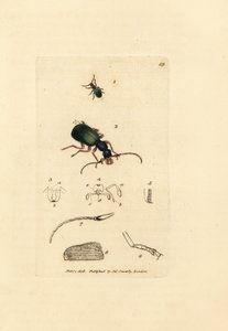 Malbagge, Drypta dentata (Guldmunnande carabus, Carabus chrysostomos). Handkolorerad kopparstick av James Sowerby från The British Miscellany, eller färgade figurer av nya, sällsynta eller föga kända djurämnen. av James Sowerby