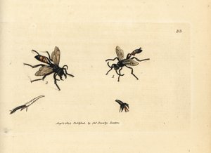Hårig sandgeting, Podalonia hirsuta (Ammophila hirsuta). Handfärgad kopparstick av James Sowerby från The British Miscellany, eller färgade figurer av nya, sällsynta eller föga kända djurämnen. av James Sowerby