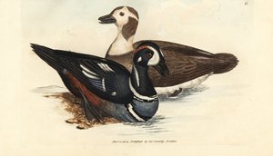 Harlekinanka, Histrionicus histrionicus (Anas histrionica). Man och kvinna. Handkolorerad kopparstick av James Sowerby från The British Miscellany, eller färgade figurer av nya, sällsynta eller föga kända djurämnen. av James Sowerby