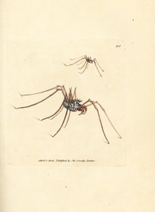 Harvestman spindel, Megabunus diadema. Handkolorerad kopparstick av James Sowerby från The British Miscellany, eller färgade figurer av nya, sällsynta eller föga kända djurämnen. av James Sowerby