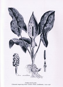 Herb Paris, Nature in Britain publicerad av Collins, 1946 av James Sowerby