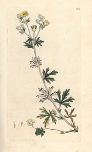 Hoary cinquefoil, Potentilla argentea (Cinquefoil) Handfärgad kopparstick efter en illustration av James Sowerby från James Smith