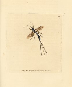 Ichneumon fluga, Rhyssa persuasoria (Ichneumon persuasorius). Handkolorerad kopparstick av James Sowerby från The British Miscellany, eller färgade figurer av nya, sällsynta eller föga kända djurämnen. av James Sowerby