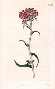 Immortelle stjärna - Helichrysum stellatum (Kompakt blommande gnaphalium, Gnaphalium congestum). Handfärgad kopparstick av Weddell efter en illustration av James Sowerby från Samuel Curtis "" Botanical Magazine,"" London av James Sowerby
