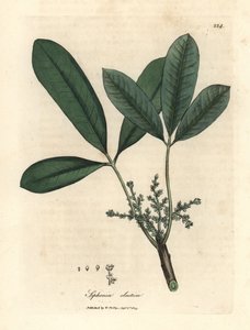 Indien gummiträd, elastiskt hartsträd, Siphonia elastica av James Sowerby