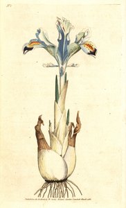 Iris (persisk ros) - Persisk iris, Iris persica. Handkolorerad kopparstick efter en botanisk illustration av James Sowerby från William Curtis