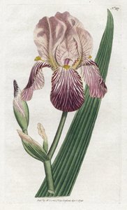 Iris en lukt av fläder - Litografi av James Sowerby (1757-1822), tallrik från William Curtis