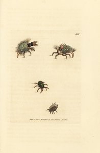 Larven av Hemerobius (spetsvinge) klädd i lav, med kvalster, Acarus amictus och liten korgkvalster, Acarus corbicula. Handkolorerad kopparstick av James Sowerby från The British Miscellany, eller färgade figurer av nya, sällsynta eller föga kända ani av James Sowerby