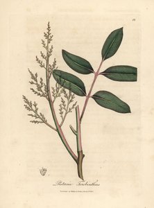 Blad och blommor av chianträdet eller Cyperns terpentinträd, Pistacia terebinthus av James Sowerby
