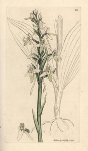 Lesser butterfly orchis, Platanthera bifolia (Orchis bifolia). Handkolorerad kopparstick efter en illustration av James Sowerby från James Smith